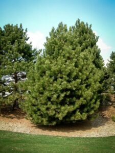 Сосна Чёрная (Pinus Nigra) купить по цене от 270.00р. в интернет-магазине «Посадика» с доставкой почтой в в Духовщинае и по всей России – [изображение №1].