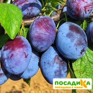 Слива Чачакская ранняя купить по цене от 229.00р. в интернет-магазине «Посадика» с доставкой почтой в в Духовщинае и по всей России – [изображение №1].