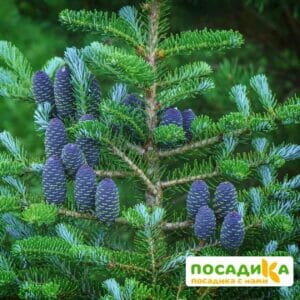 Пихта корейская (Abies koreana) купить по цене от 450.00р. в интернет-магазине «Посадика» с доставкой почтой в в Духовщинае и по всей России – [изображение №1].