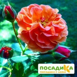 Роза Арабия купить по цене от 350.00р. в интернет-магазине «Посадика» с доставкой почтой в в Духовщинае и по всей России – [изображение №1].