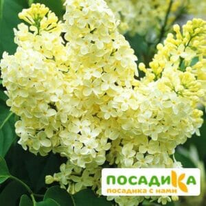 Сирень Примроуз (Primrose) купить по цене от 529.00р. в интернет-магазине «Посадика» с доставкой почтой в в Духовщинае и по всей России – [изображение №1].