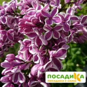 Сирень Сенсация купить по цене от 529.00р. в интернет-магазине «Посадика» с доставкой почтой в в Духовщинае и по всей России – [изображение №1].