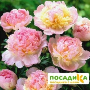 Пион Распберри Сандей (Paeonia Raspberry Sundae) купить по цене от 959р. в интернет-магазине «Посадика» с доставкой почтой в в Духовщинае и по всей России – [изображение №1].