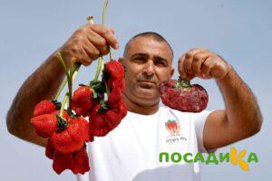 Клубника Гигант Джорнея купить по цене от 266р. в интернет-магазине «Посадика» с доставкой почтой в в Духовщинае и по всей России – [изображение №1].