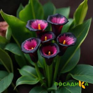 Калла Аура Лейс купить по цене от 400р. в интернет-магазине «Посадика» с доставкой почтой в в Духовщинае и по всей России – [изображение №1].
