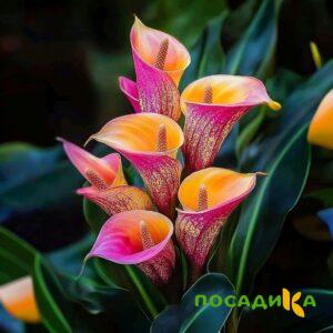 Калла Оникс купить по цене от 450р. в интернет-магазине «Посадика» с доставкой почтой в в Духовщинае и по всей России – [изображение №1].