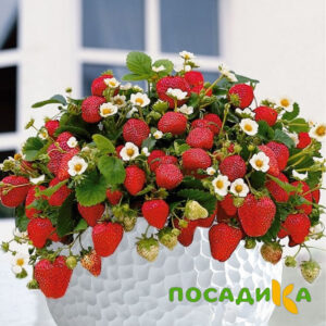 Клубника Рубиновый Шепот (горшечная) купить по цене от 240р. в интернет-магазине «Посадика» с доставкой почтой в в Духовщинае и по всей России – [изображение №1].