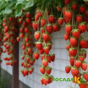 Клубника вьющаяся Комплимент купить по цене от 470р. в интернет-магазине «Посадика» с доставкой почтой в в Духовщинае и по всей России – [изображение №1].