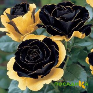Роза Ханни Сикл купить по цене от 700р. в интернет-магазине «Посадика» с доставкой почтой в в Духовщинае и по всей России – [изображение №1].
