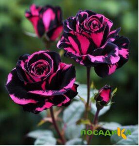 Роза Багровый Шепот купить по цене от 366р. в интернет-магазине «Посадика» с доставкой почтой в в Духовщинае и по всей России – [изображение №1].
