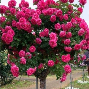 Роза Версаля купить по цене от 232р. в интернет-магазине «Посадика» с доставкой почтой в в Духовщинае и по всей России – [изображение №1].