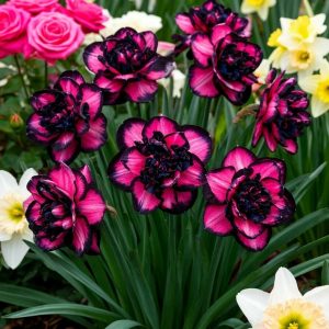 Нарцисс Золотая Корона купить по цене от 2000р. в интернет-магазине «Посадика» с доставкой почтой в в Духовщинае и по всей России – [изображение №1].