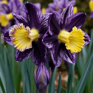 Нарцисс Акропоис купить по цене от 382р. в интернет-магазине «Посадика» с доставкой почтой в в Духовщинае и по всей России – [изображение №1].